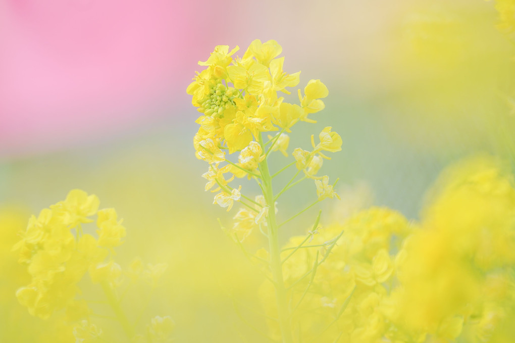 日比谷公園の菜の花