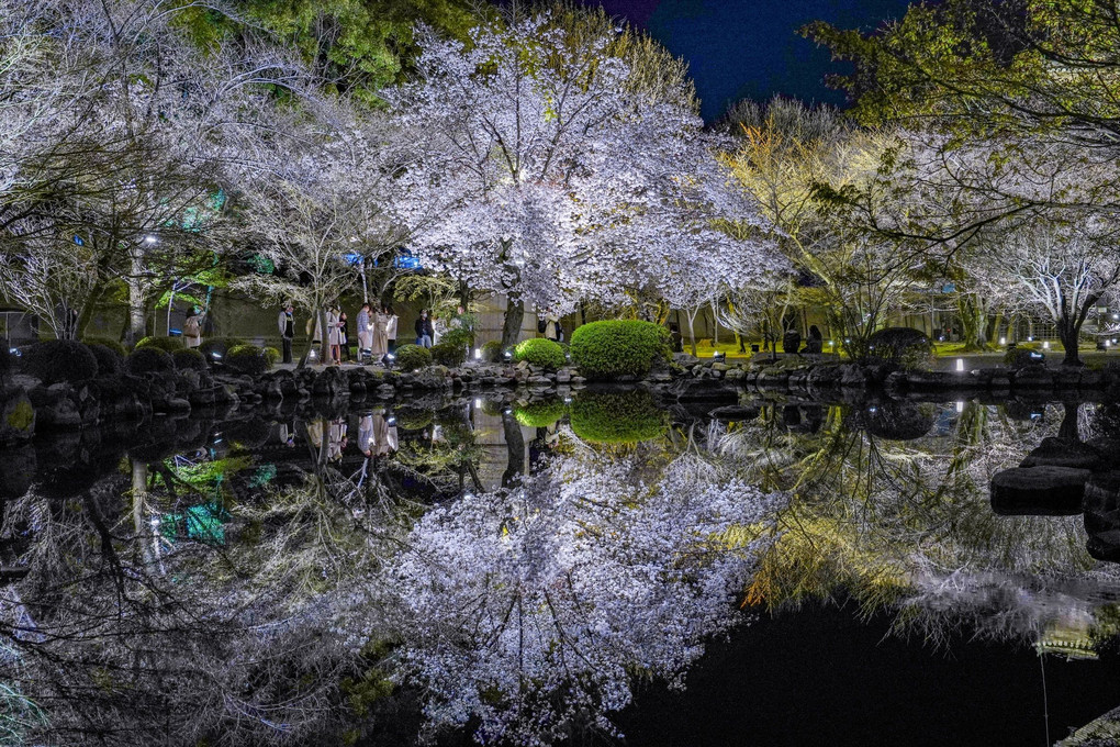 桜のライトアップ 京都東寺