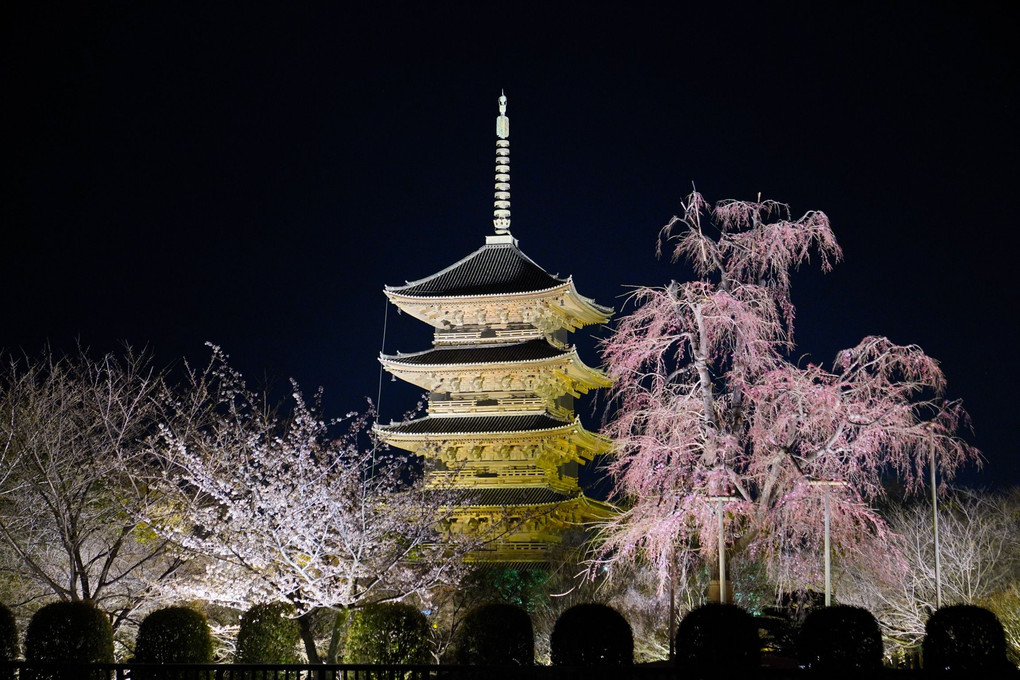 桜のライトアップ 京都東寺