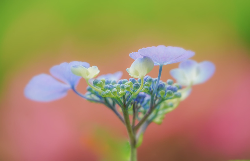 エアリーな紫陽花