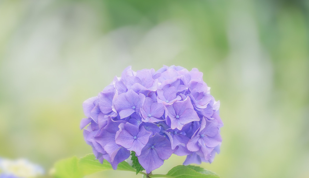 エアリーな紫陽花
