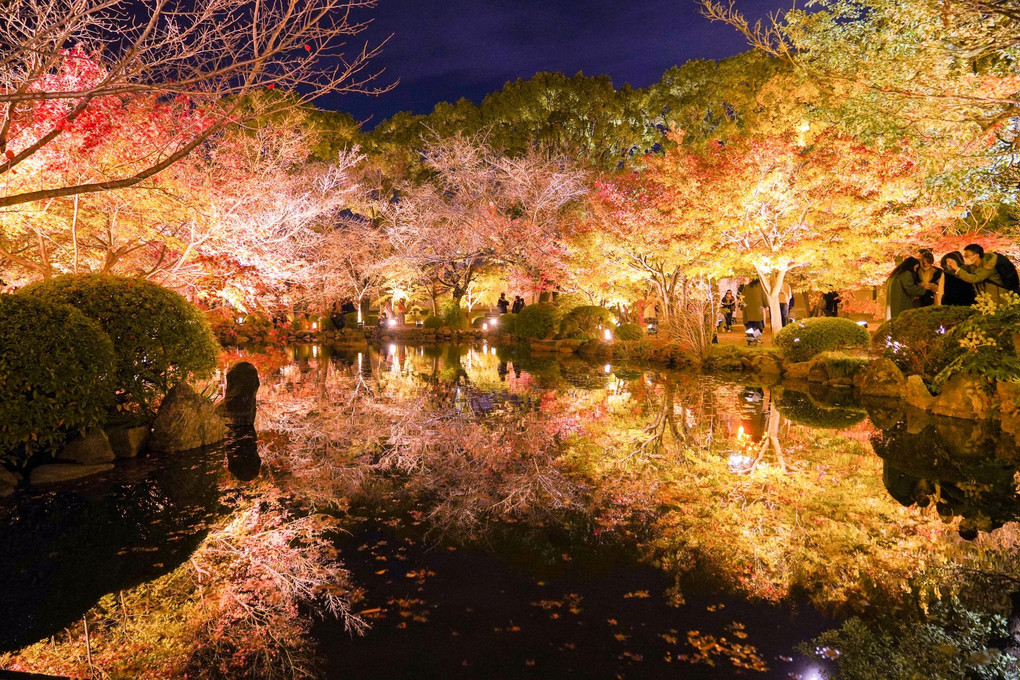 京都東寺の紅葉ライトアップとリフレクション