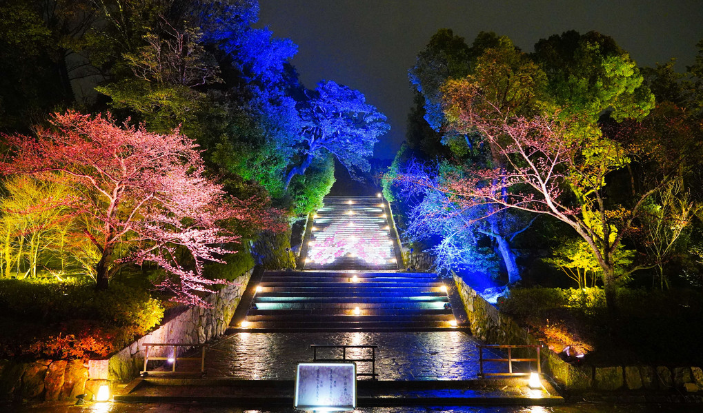 京都 知恩院の夜桜ライトアップ