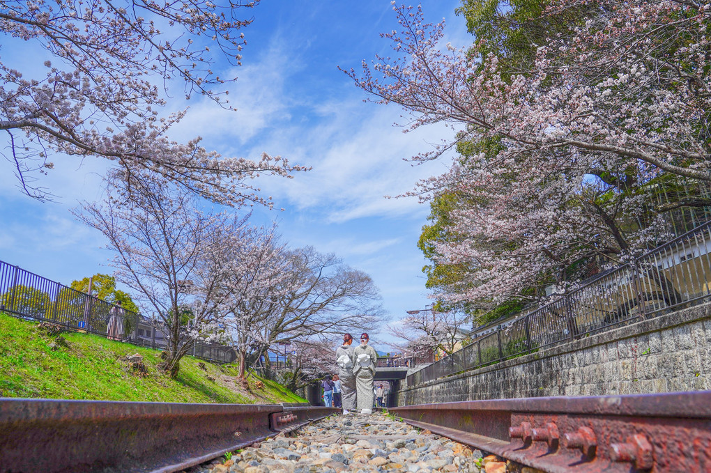 蹴上インクラインの桜@京都