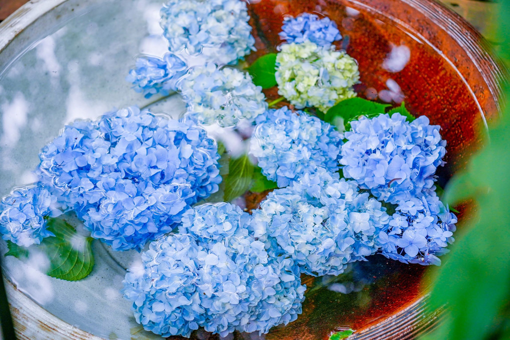 鎌倉紫陽花の花手水