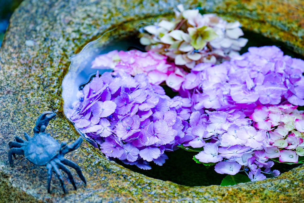 鎌倉紫陽花の花手水