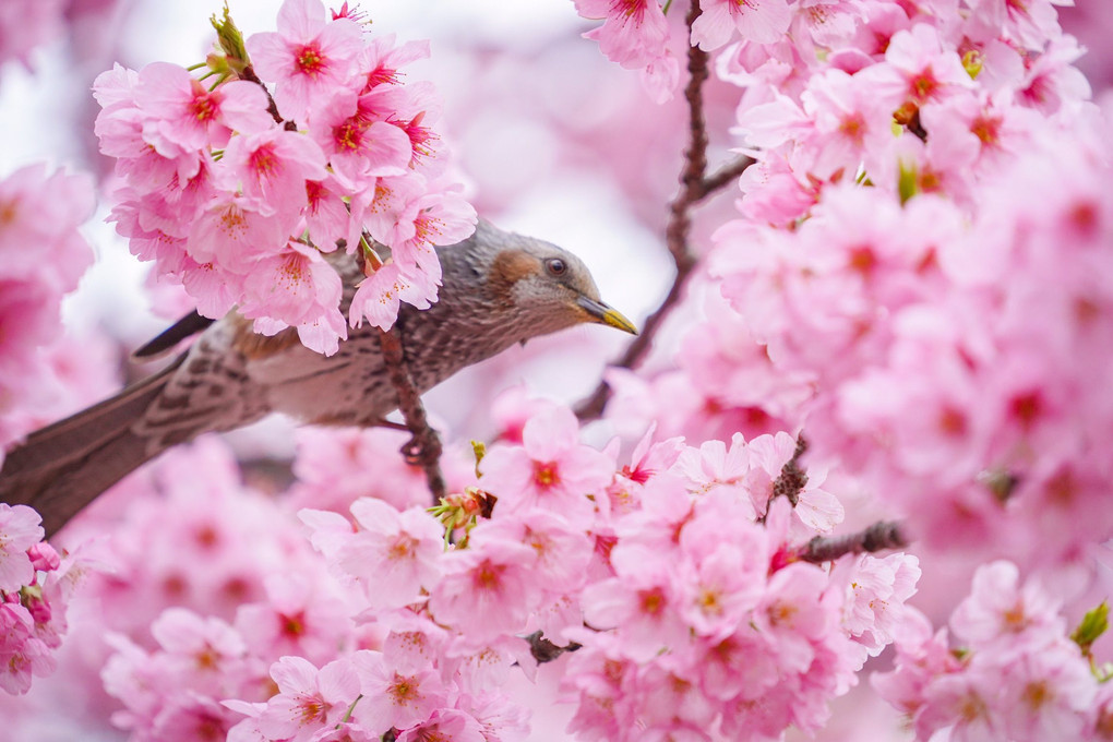 講師と行く 桜色を撮る@新宿の公園編