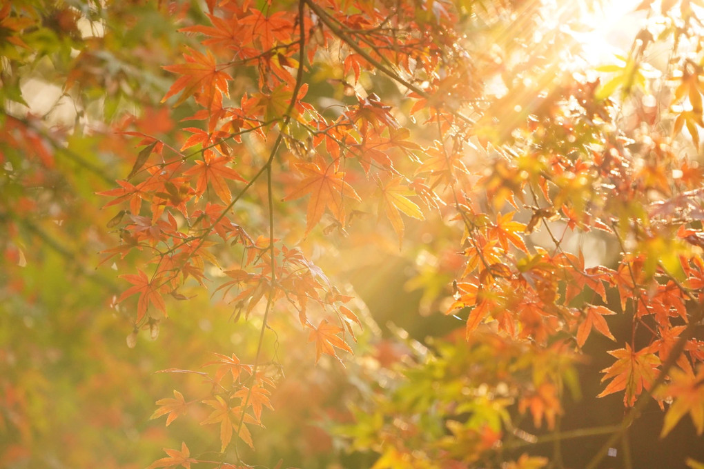 秋を庭園で楽しむ〜新宿の森編〜