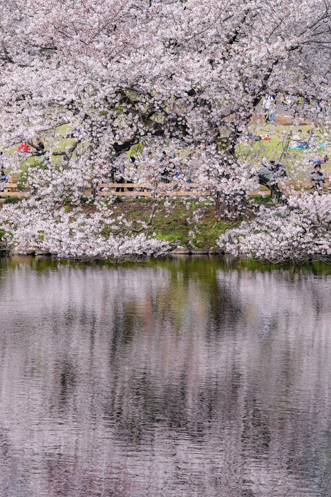 桜のリフレクション新宿御苑