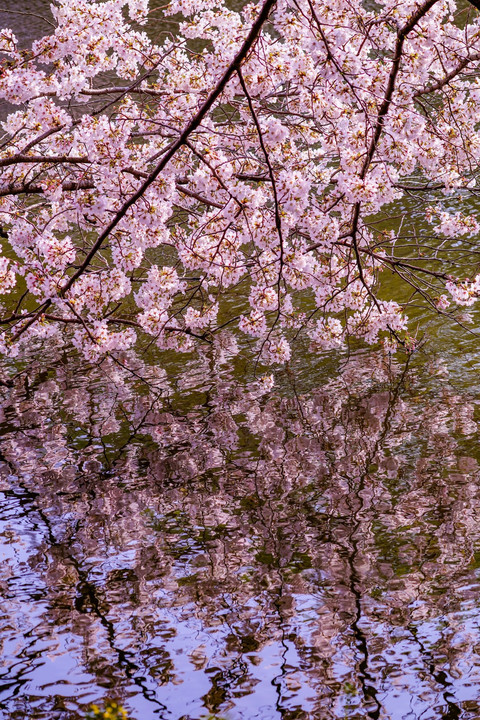 桜のリフレクション新宿御苑
