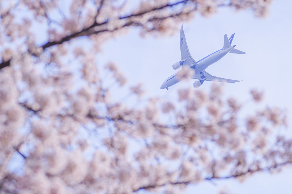 飛行機と桜 新宿御苑