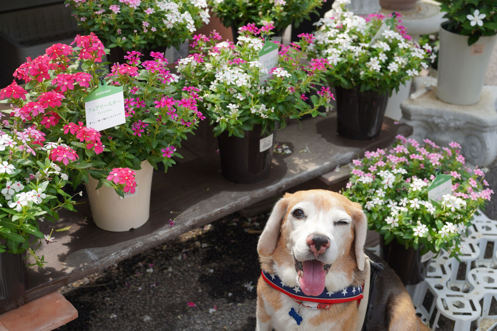 7月のお花屋さんにて♪