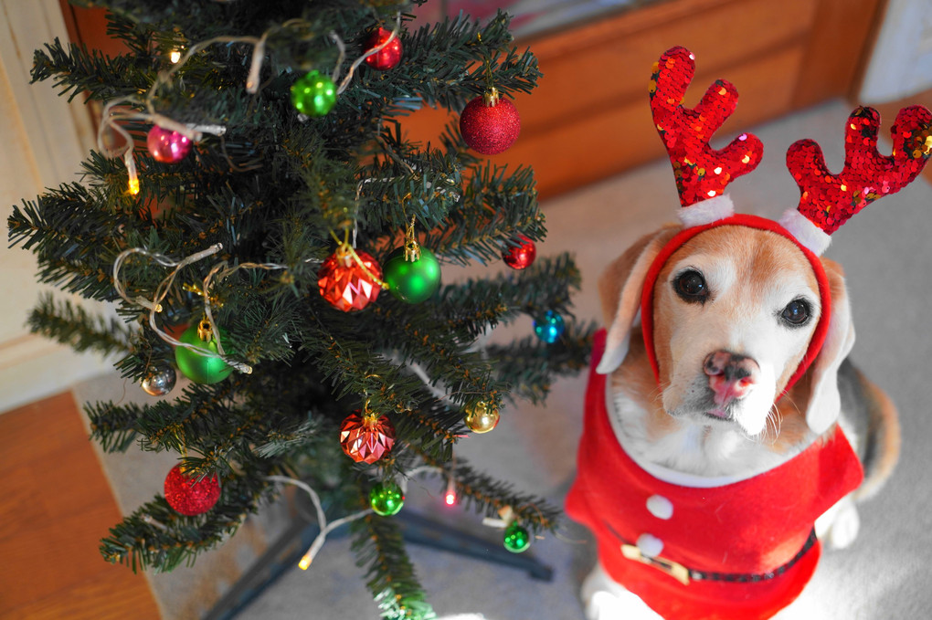 トナカイサンタになったよ！メリークリスマス🎄