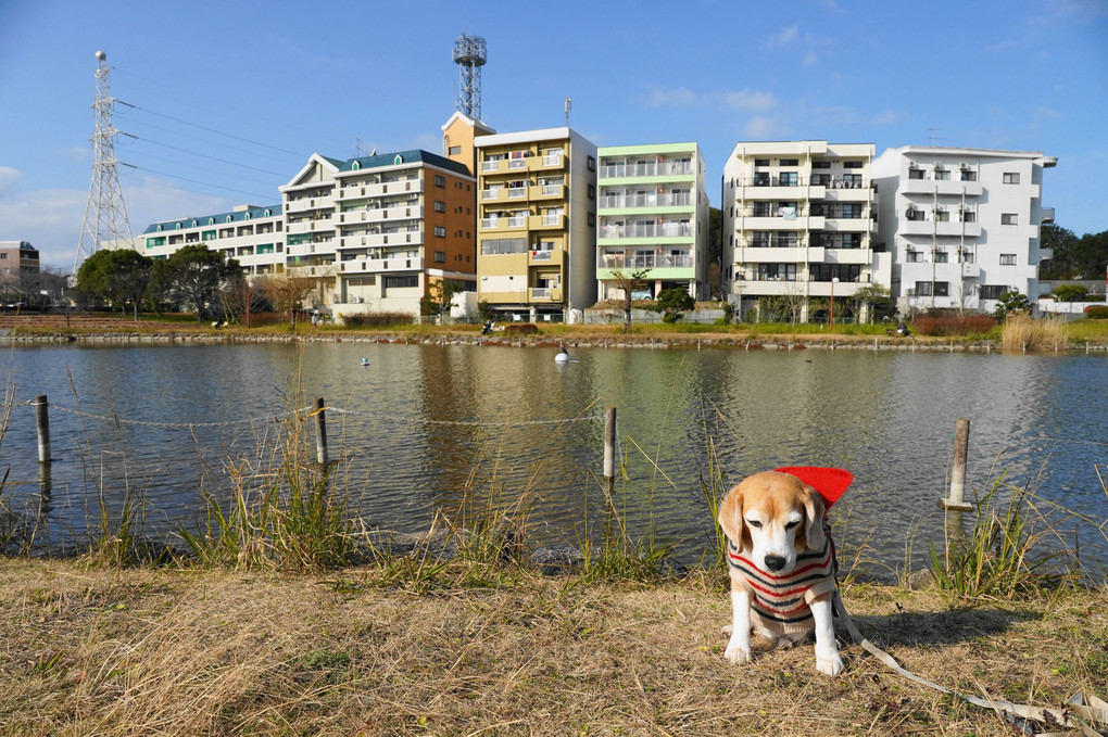 ポカポカ陽気。。E 16-55mm F2.8お試し散歩♪