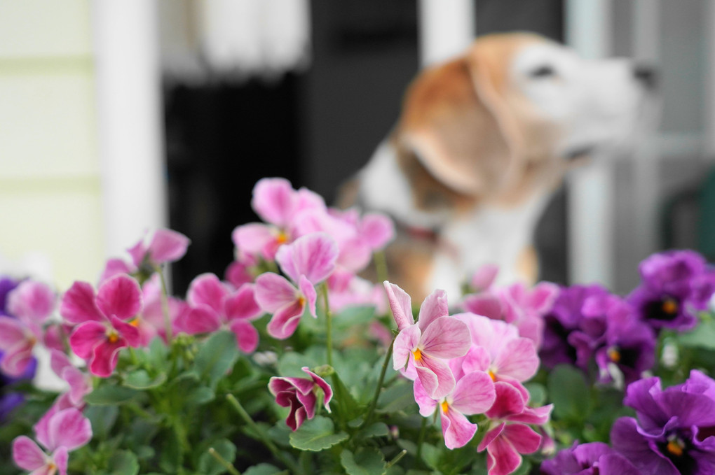 花とゲンちゃま♪