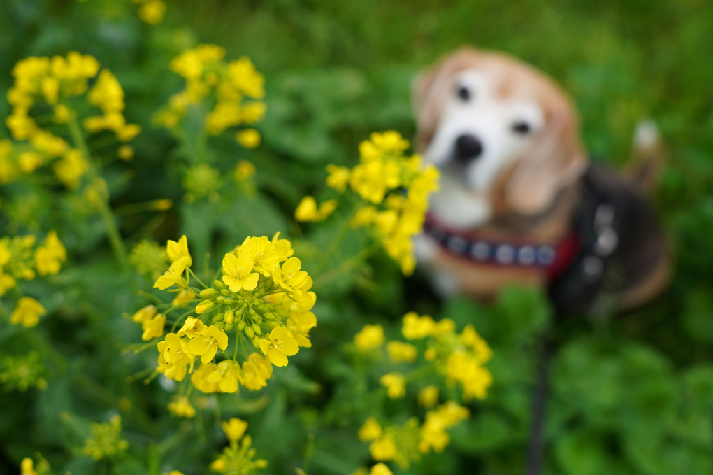幸せの黄色い菜の花♪　　ｂｙタカクラゲン