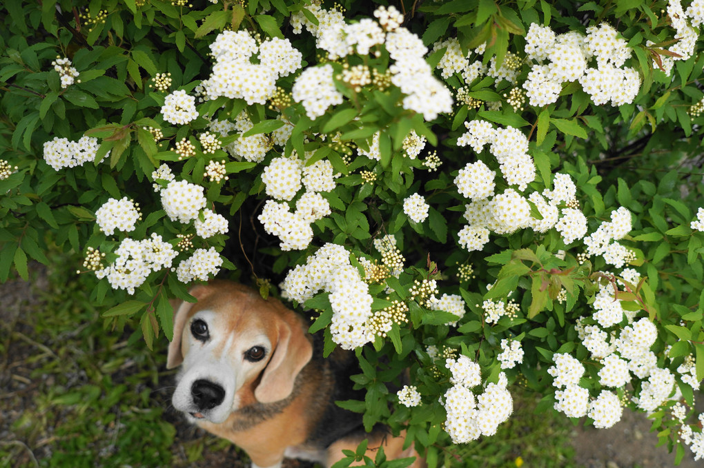 庭の花。。コデマリ