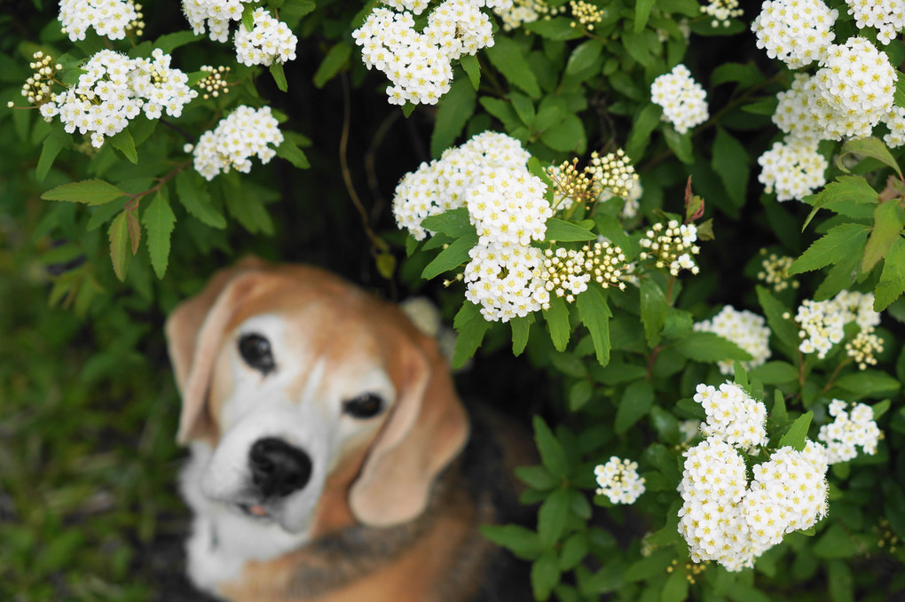 庭の花。。コデマリ