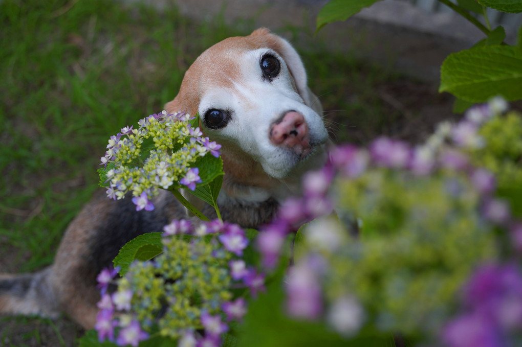 紫陽花が色づき始めたよ～♪