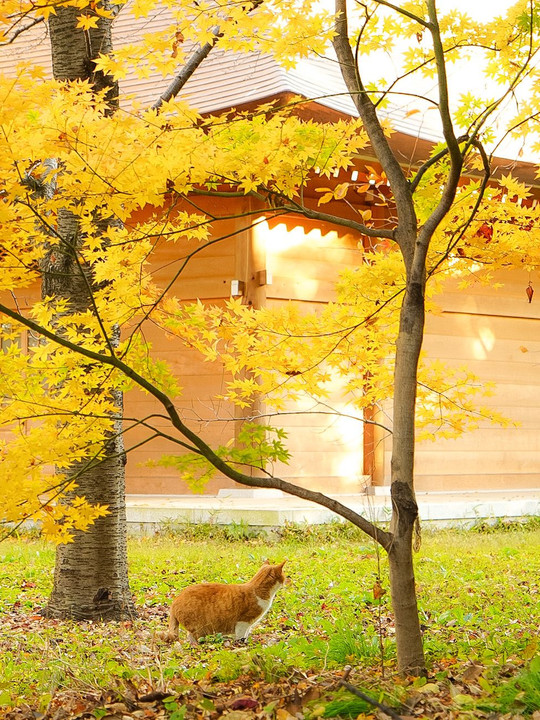 お寺のにゃんこ