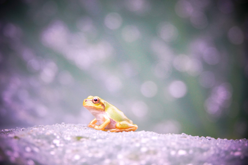 ハスの花より🐸