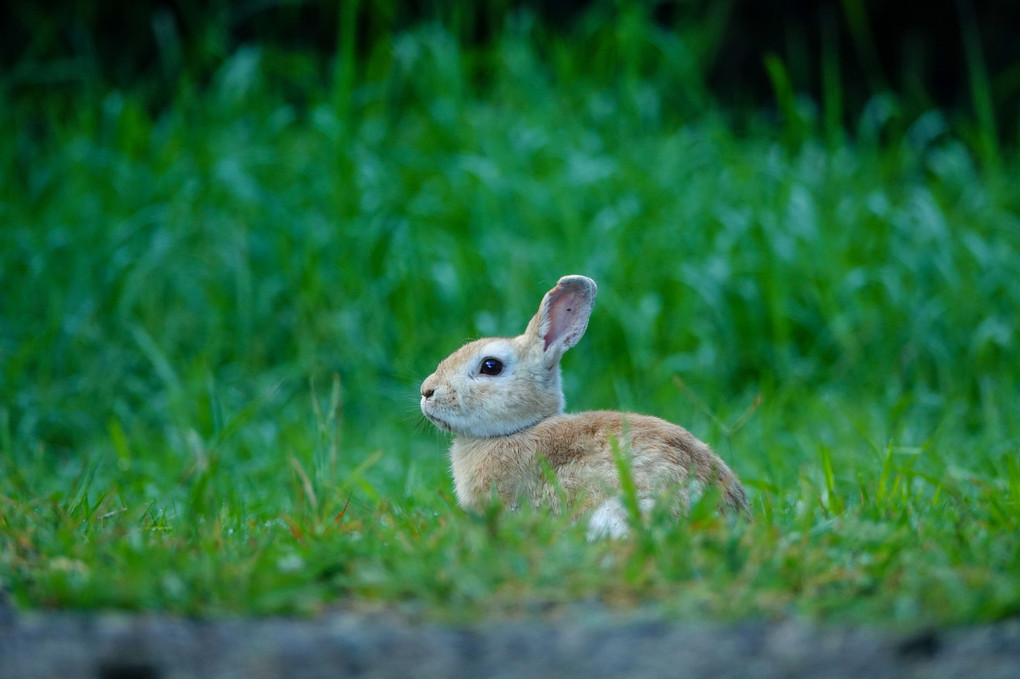 今朝のうさこ🐰