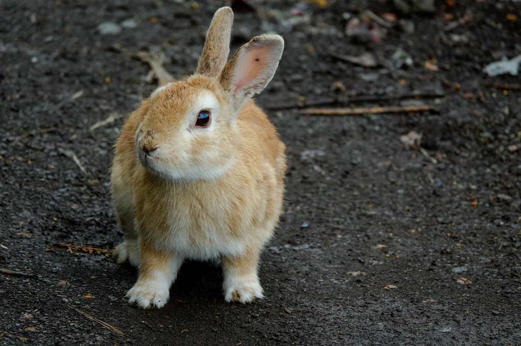 立ち止まる紋次郎🐰💕