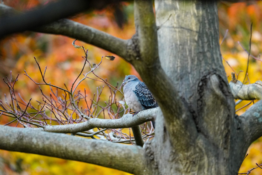 近所で野鳥撮影📸