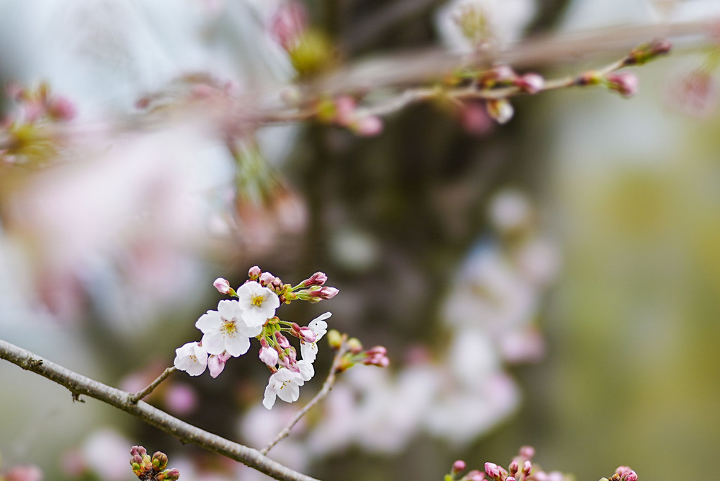 WBCバンザイ😊祝福の桜🌸咲く📣