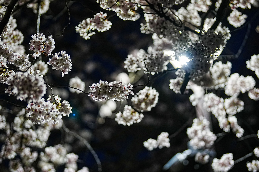 何年振りかの夜桜🌸散歩😃