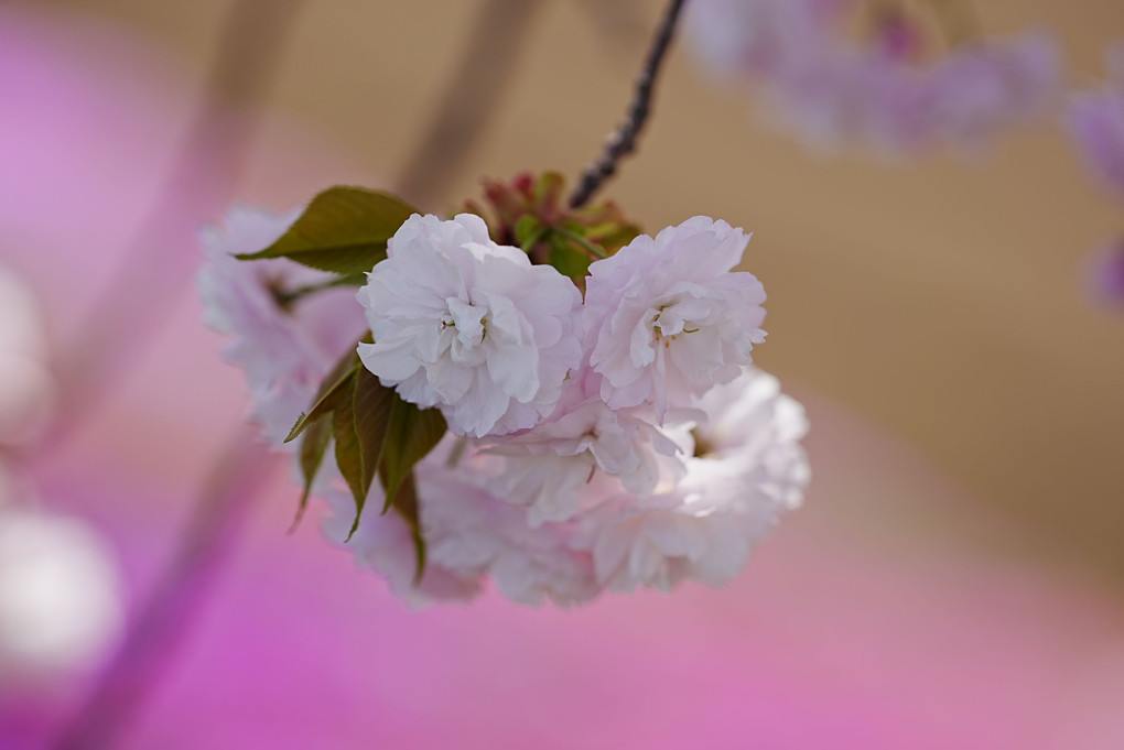 もう😳八重桜🌸
