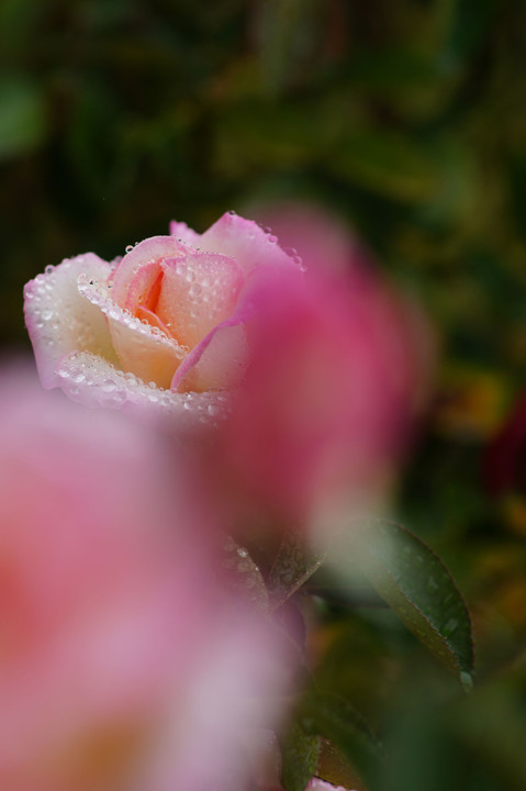 雨中の薔薇🌹