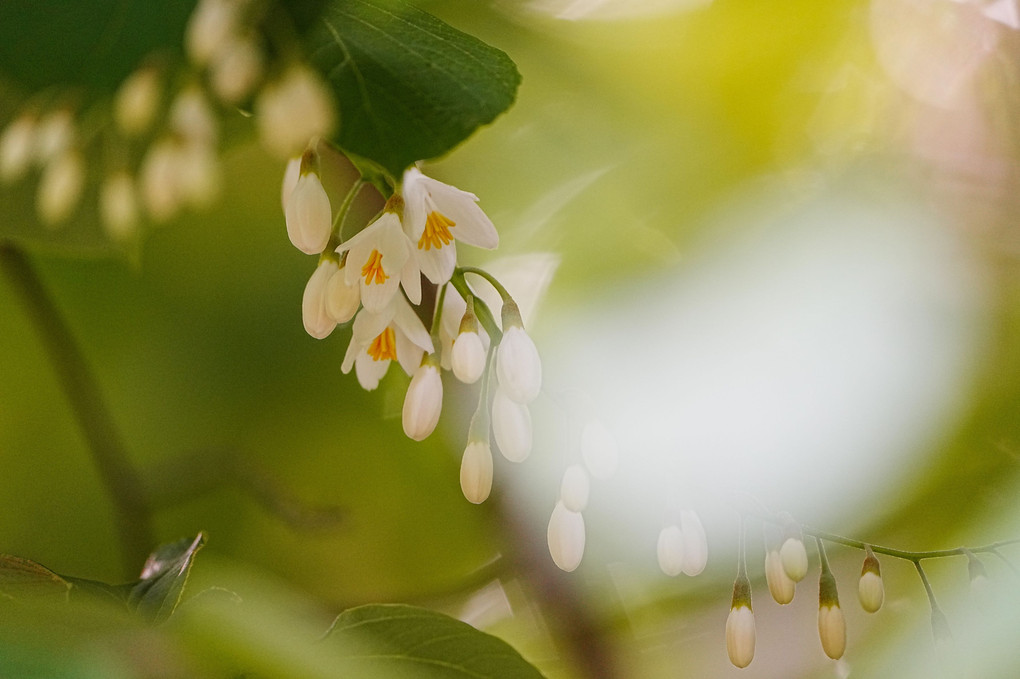 ハクウンボクの花が開花しました(｀･ω･´)ゞ