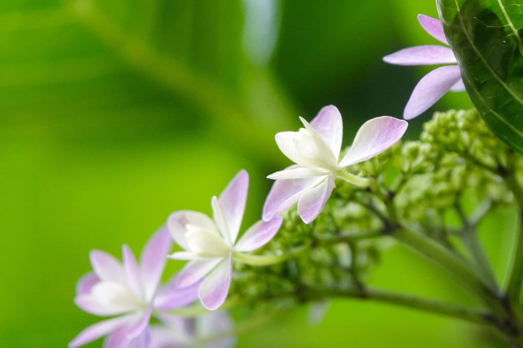 紫陽花の季節到来💕