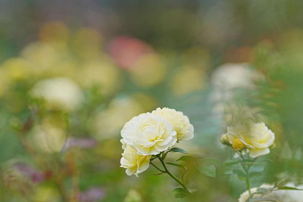 秋薔薇🌹横構図5P