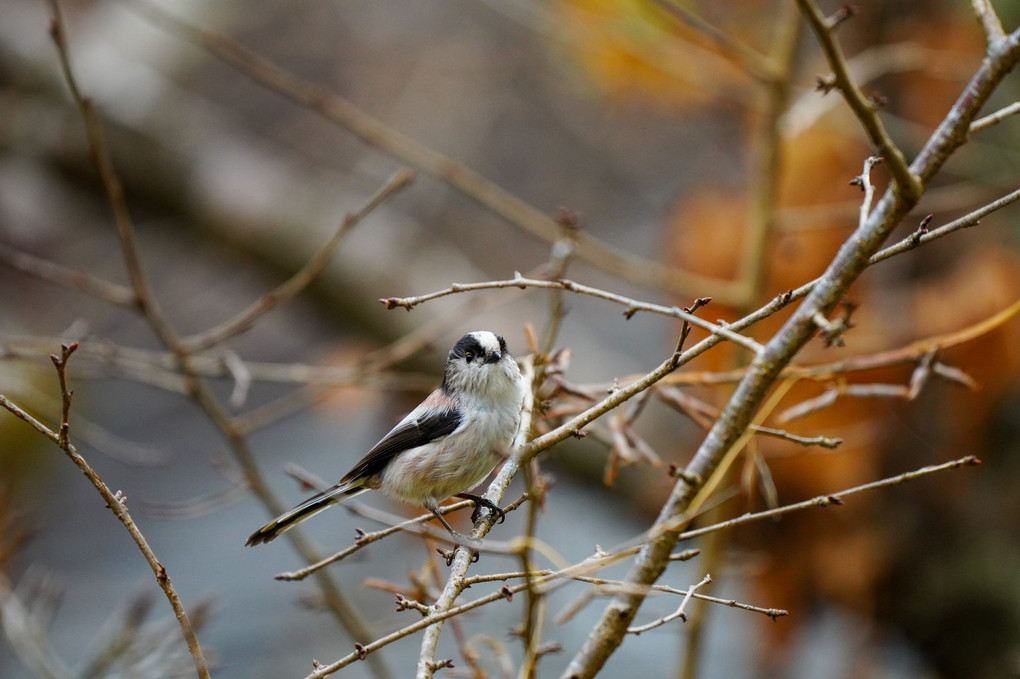 今日の野鳥♪