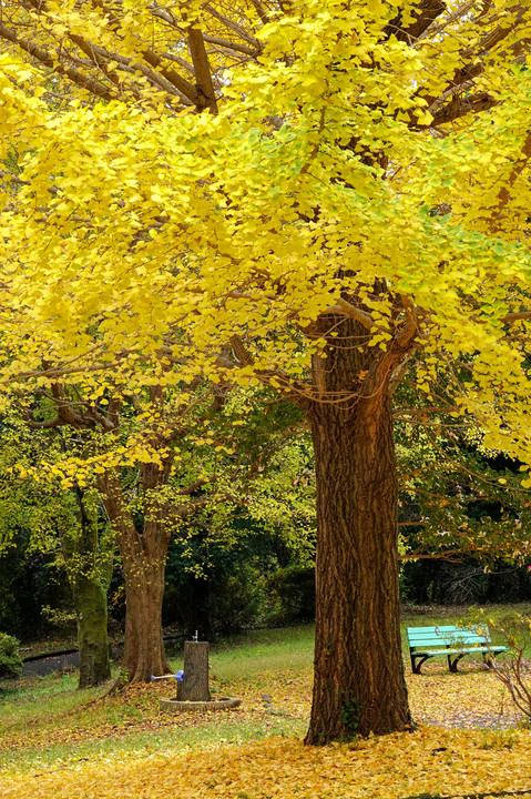 秋散歩🍂