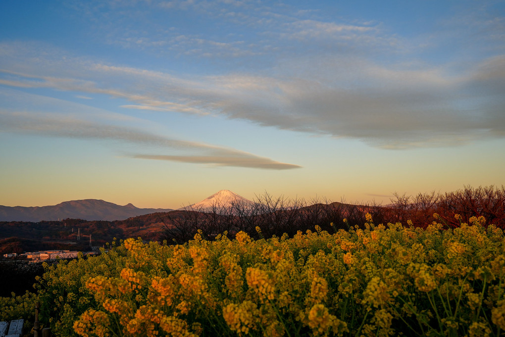 菜の花初冬の吾妻山公園へ