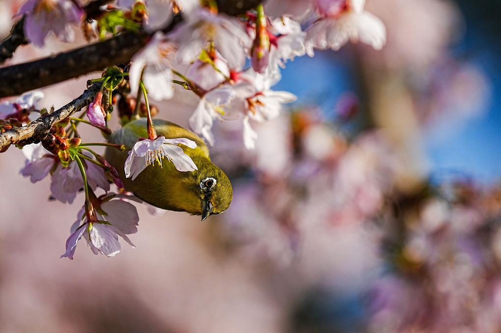 玉縄桜🌸とメジロン🦜