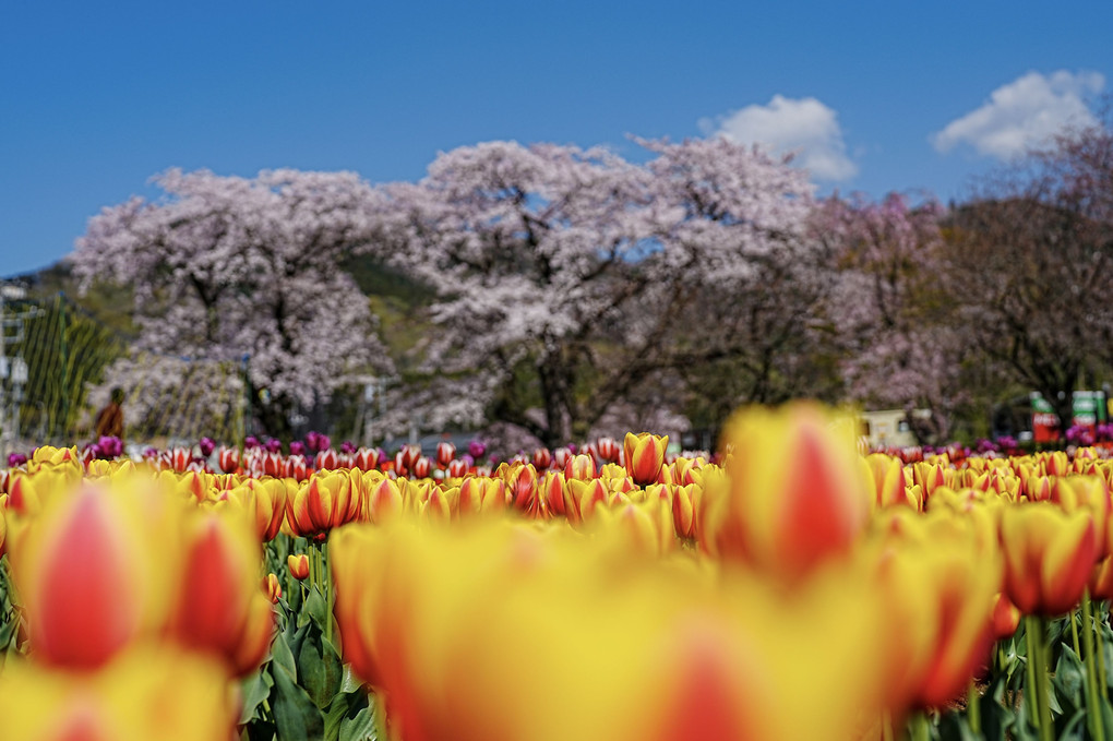 チューリップ🌷の季節到来(^^)v