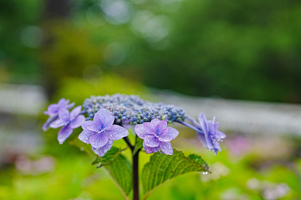 懲りずに紫陽花😅