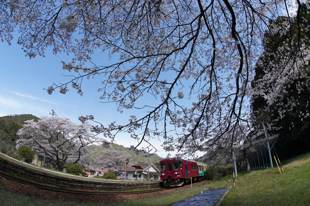 長良川鉄道湯の洞温泉口駅の桜