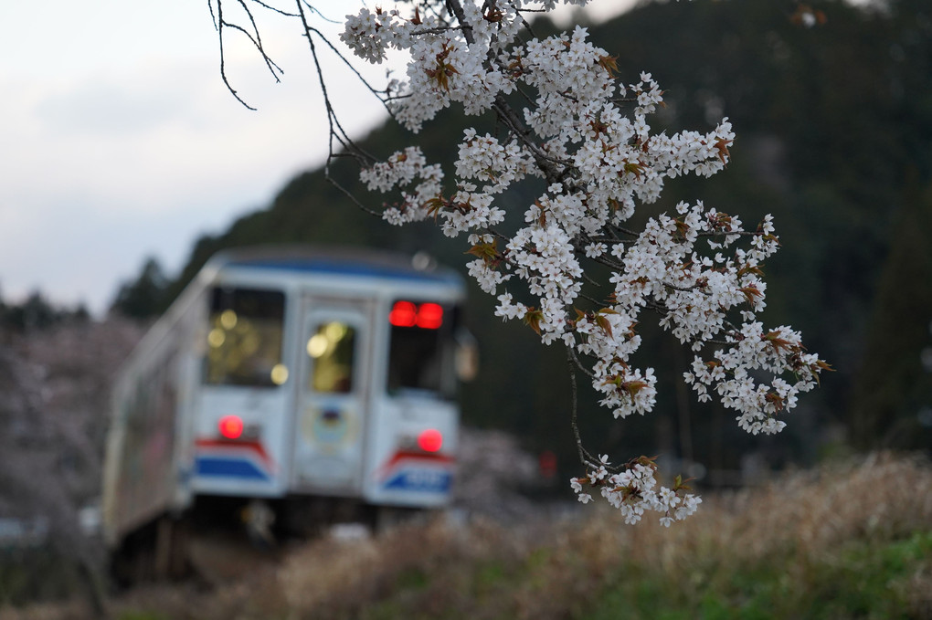 長良川鉄道の桜