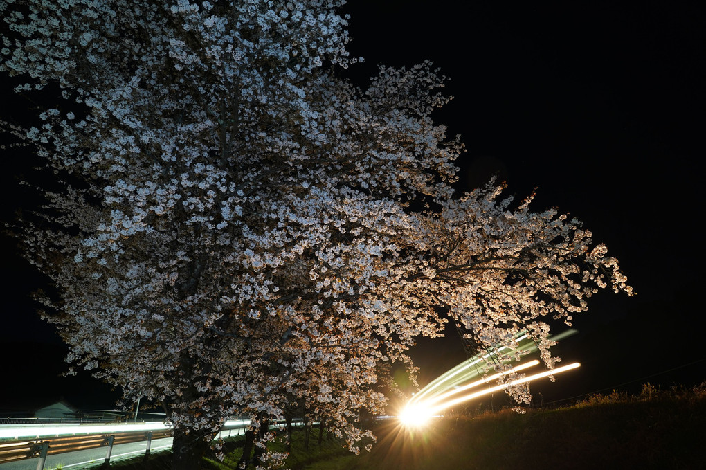 長良川鉄道の桜