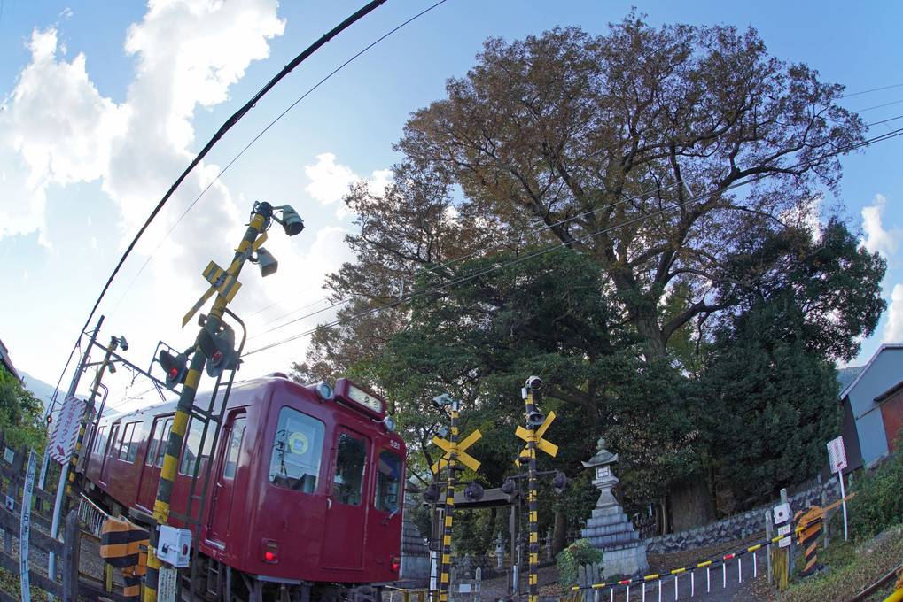 杉生神社のケヤキと養老鉄道