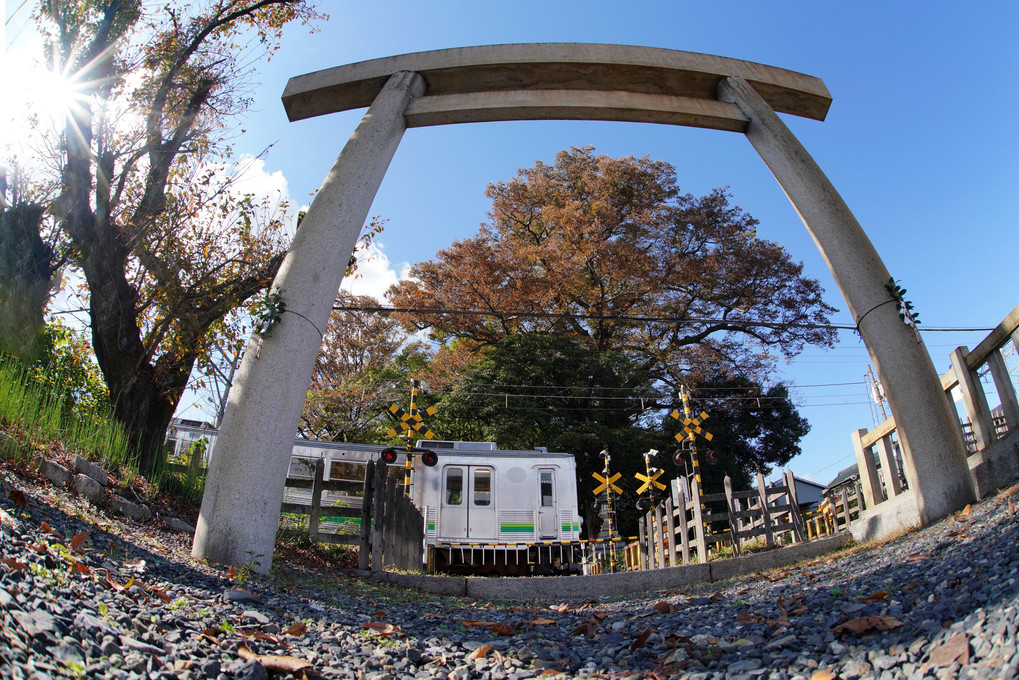 杉生神社の鳥居/踏切/養老鉄道/ケヤキの木
