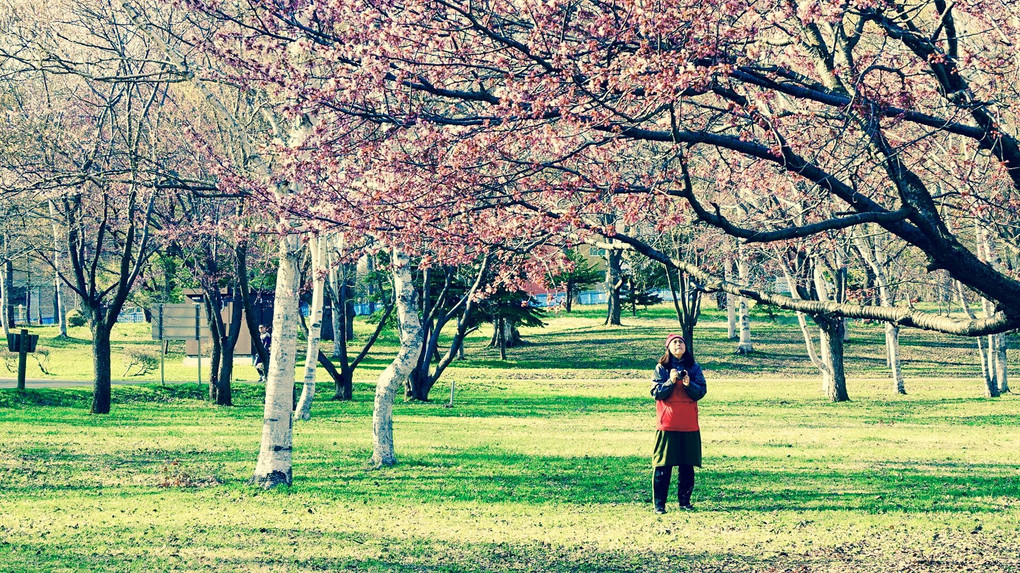 桜を撮りに行きました。