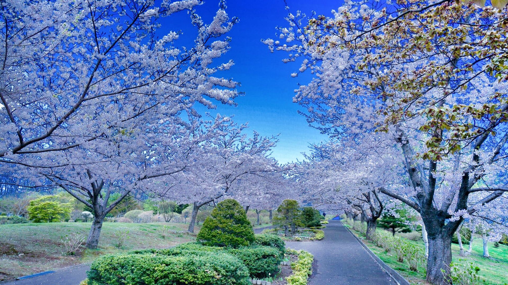 坂の町 小樽の桜