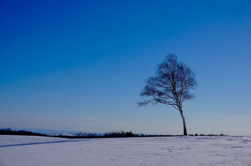 青空と一本の木