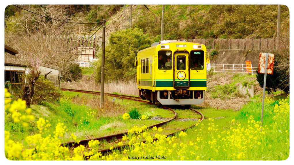 春ですね〜 菜の花とムーミン列車